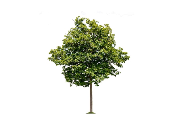 Tree isolated on white background used for advertisement design and architecture.