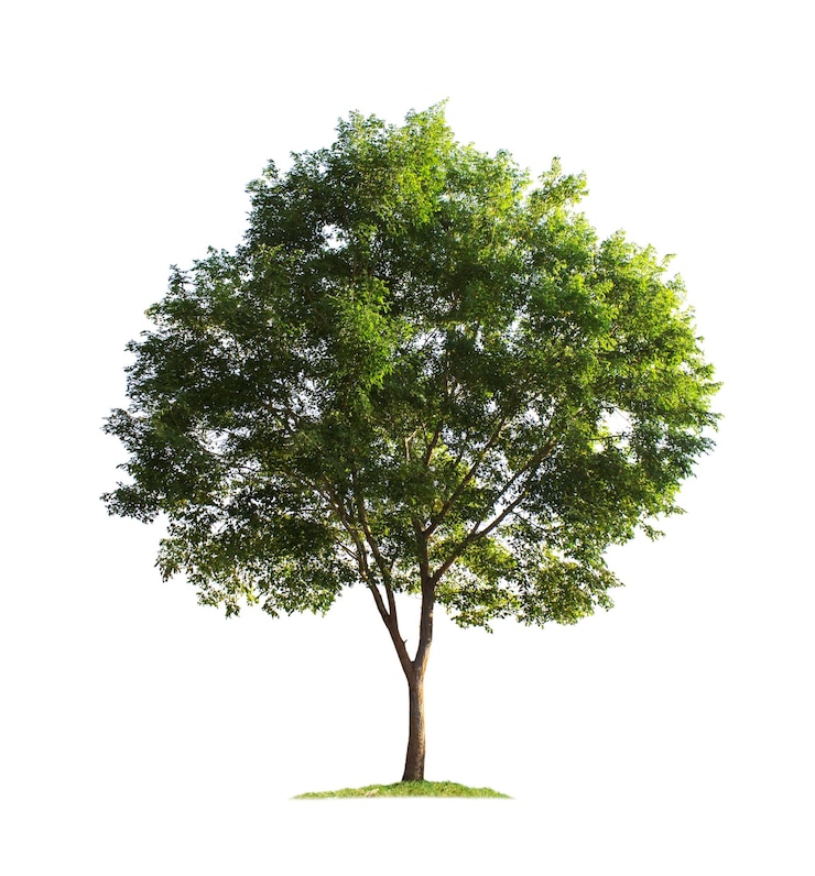 Photo tree isolated on white background with clipping paths for garden