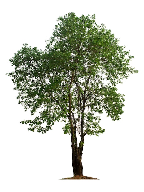 Tree isolated on white background with clipping paths