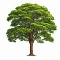 Photo tree isolated on white background