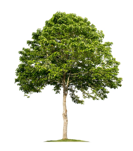 Photo tree isolated on white background