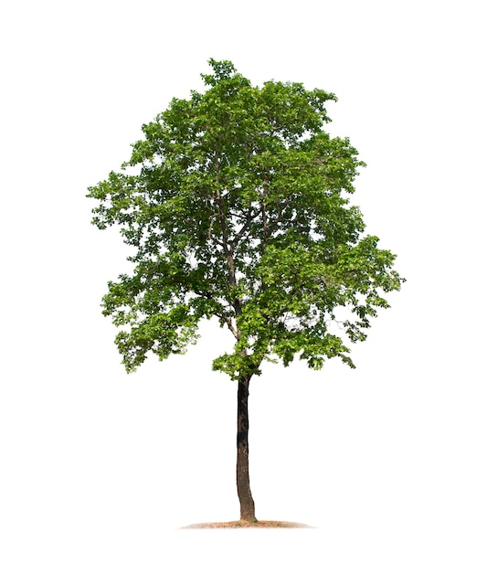 Tree isolated on white background