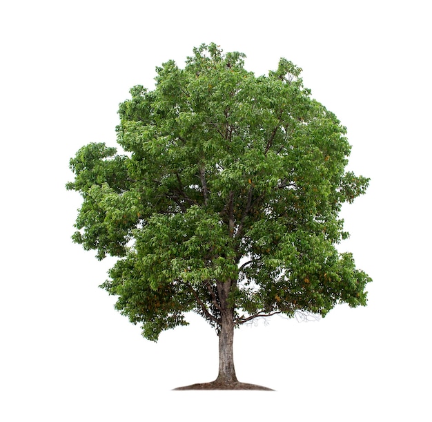 Tree isolated on white background