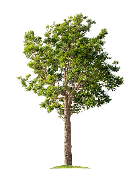 Tree isolated on white background