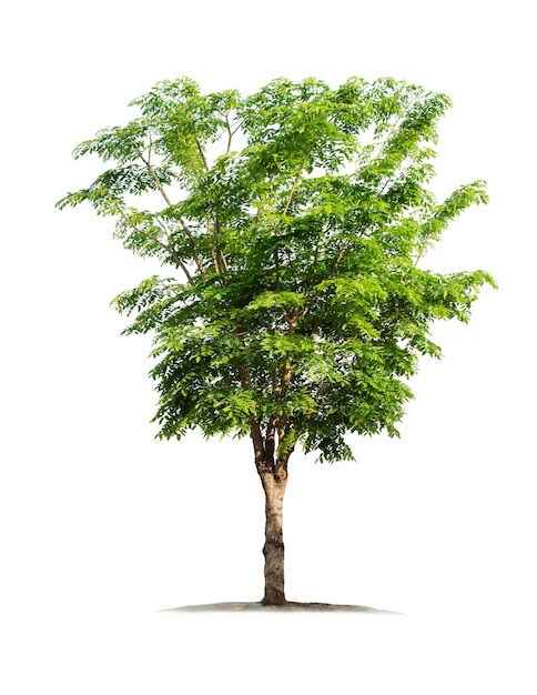 Tree isolated on white background