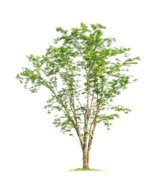 Tree isolated on white background