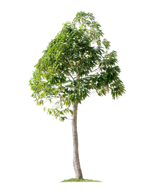 Tree isolated on white background