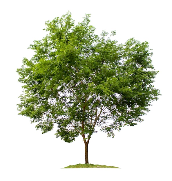 Tree isolated on white background