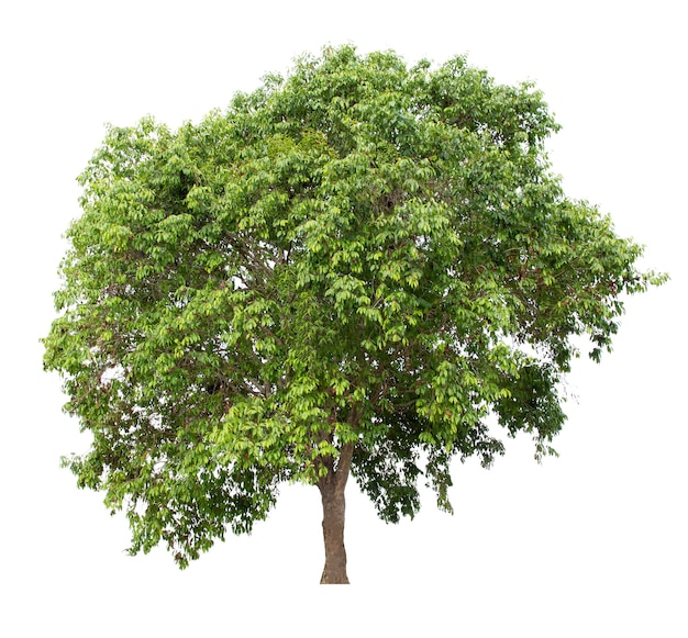 Tree isolated on white background