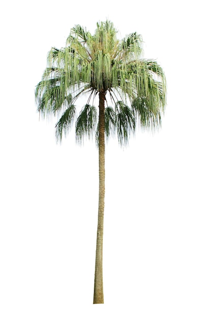 Foto albero isolato sullo sfondo bianco