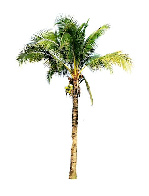 Tree isolated white background