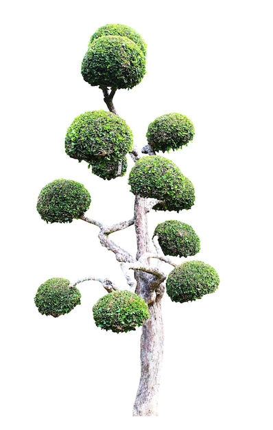 사진 나무 고립 된  ⁇ 색 배경