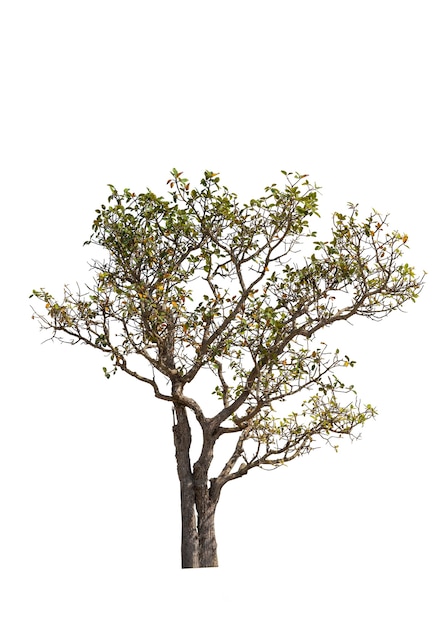 Tree isolated on white background