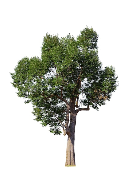 Albero isolato su sfondo bianco