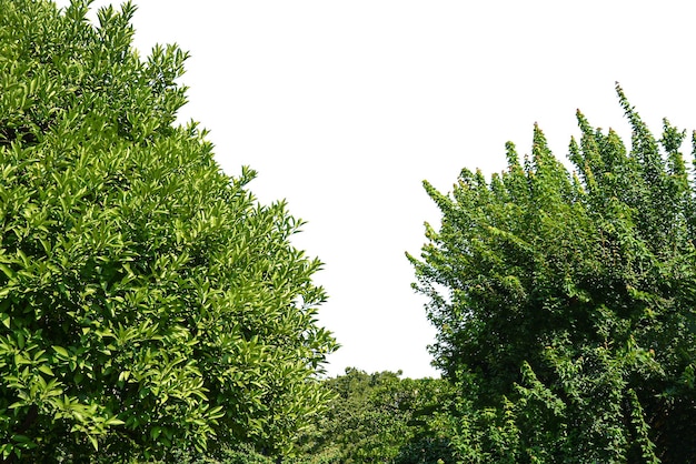 Foto albero isolato su sfondo bianco