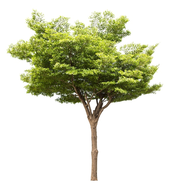 Tree isolated on white background