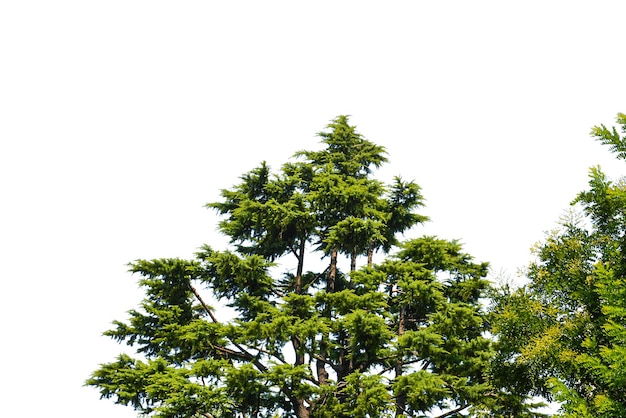 색 배경에 고립 된 나무 x9