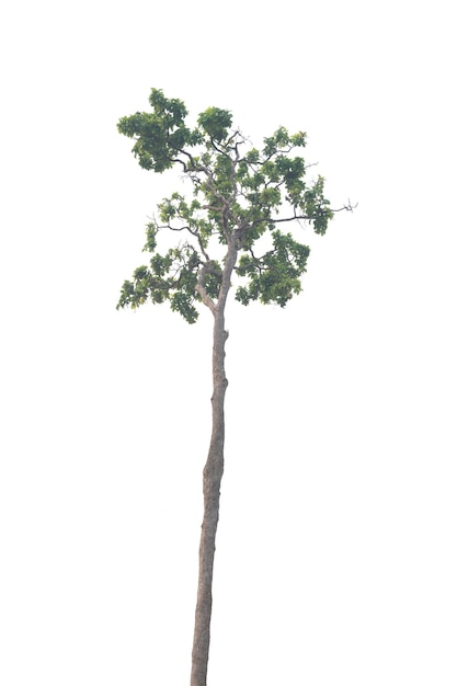 Photo tree isolated on white