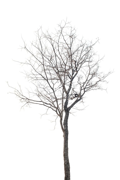 Photo tree isolated on white