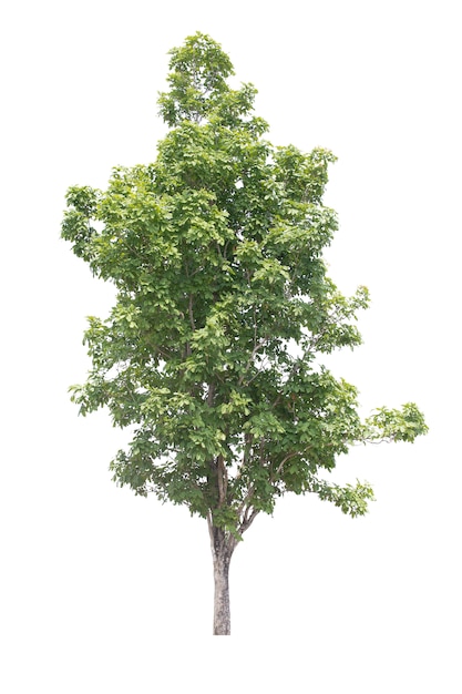 Albero isolato su bianco