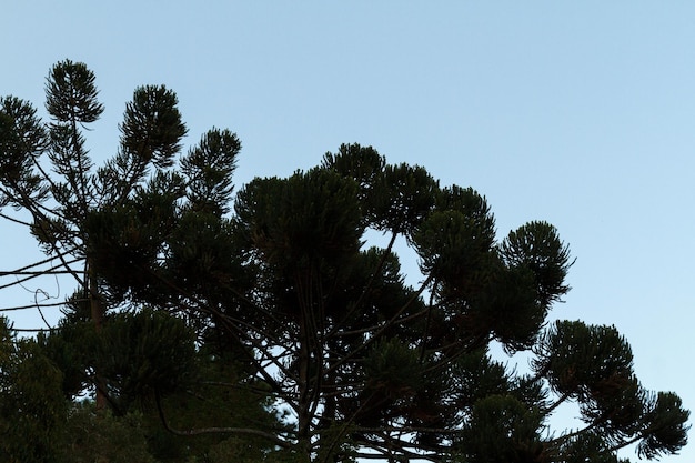 사진 브라질 리오데자네이로에서 아라우카리아 (araucaria) 라고 불리는 나무입니다.