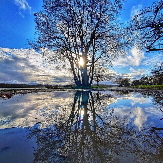 Tree at lake