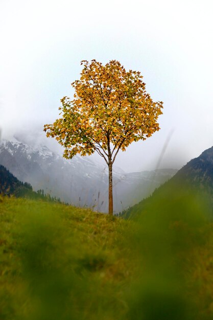 Foto albero sul paesaggio contro il cielo