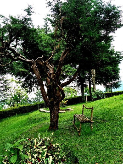 Tree on landscape against sky