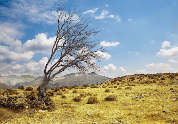 Tree landscape. Dramatic landscape with lonely dry tree against the blue sky