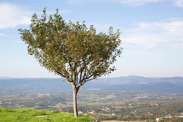 Foto albero e paesaggio a linhares da beira, portogallo