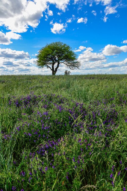 Photo tree landscape in pampas province patagopnia argentina