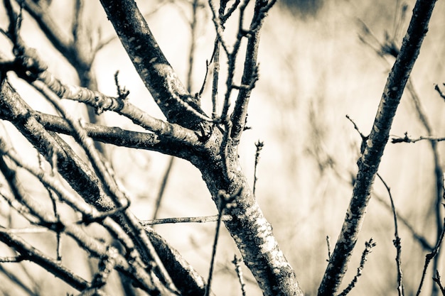 Tree in the late winter