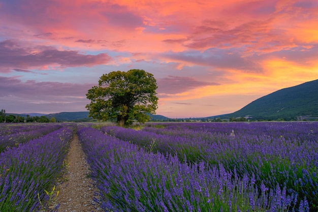 Tree in lavender field at sunset in Provence. Dream nature landscape, fantastic colors lonely tree