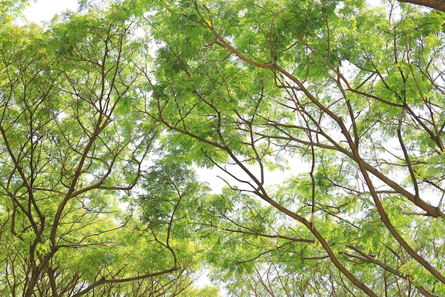 Tree leaf and branches in the garden.