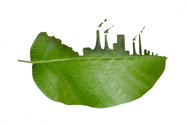 Tree leaf cleft, the impact of industrial pollution.
