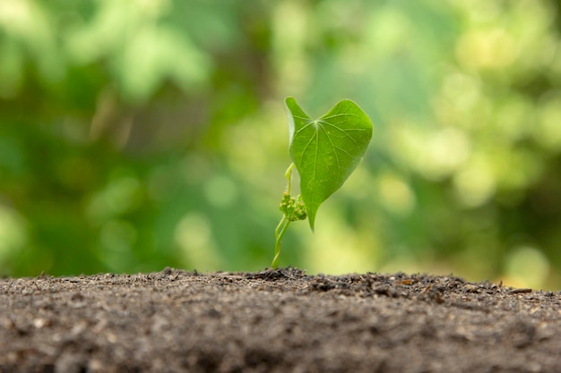 Tree Leaf growing through on the ground in nature Planting tree