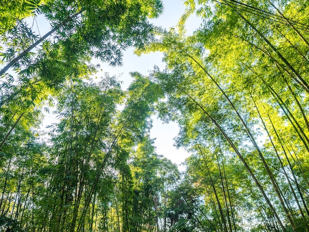 Foto foglia dell'albero del concetto tropicale della pianta, di vacanza e di rilassamento