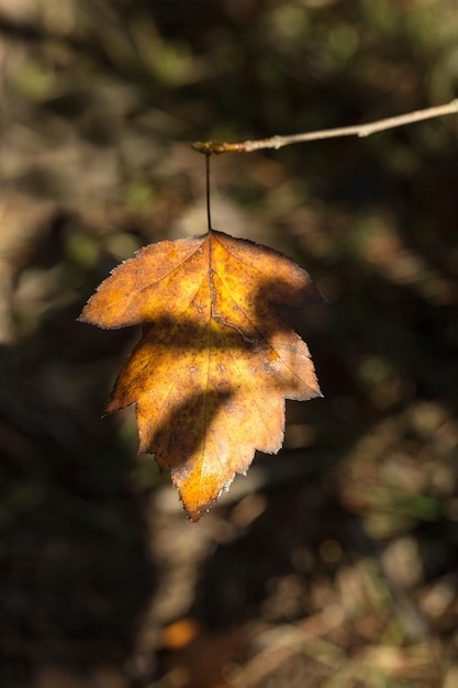 Tree leaf with autumn colors