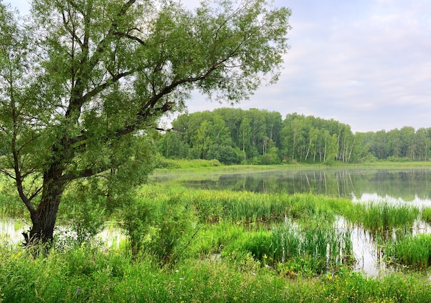 Дерево склонилось над водой озера под голубым облачным утренним небом.