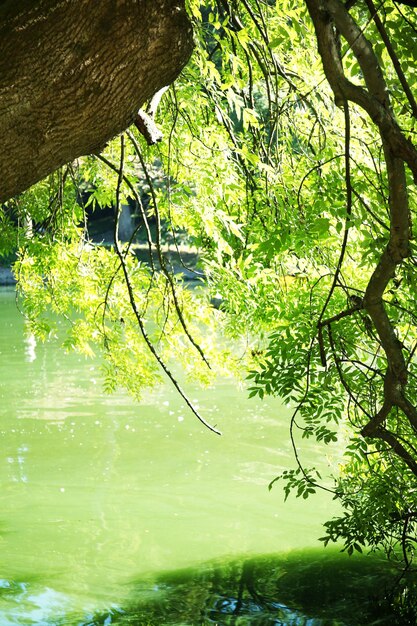 水面に寄りかかる木 水面に映る木々