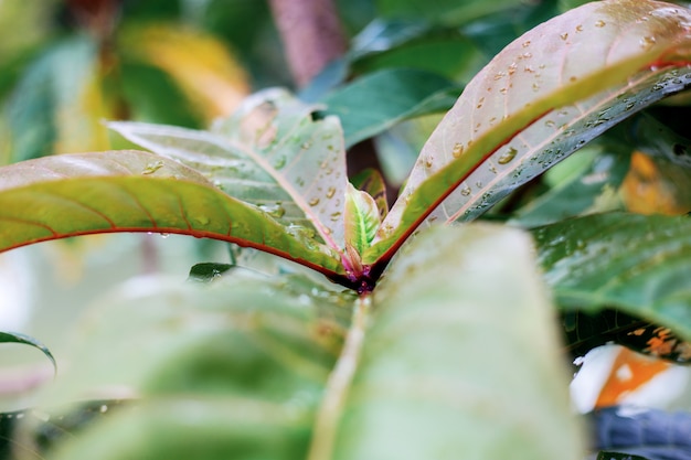 Tree leaves are growing in forest.