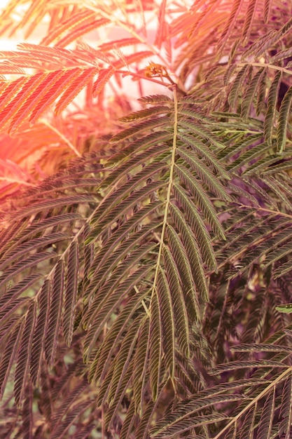 花の自然の背景テクスチャとして木の葉