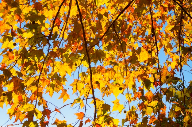 L'albero lascia il paesaggio di autunno carta da parati della natura di bellezza