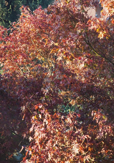 Tree leaves background