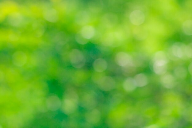 Foto l'albero lascia il bokeh per il fondo della natura e conserva il focu verde di concetto, dell'estratto, di morbidezza e della sfuocatura