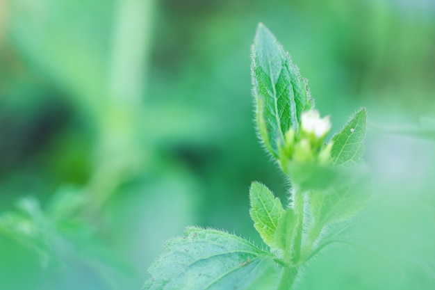 Tree Leaves bokeh for nature background and save green concept,abstract,soft and blur focus