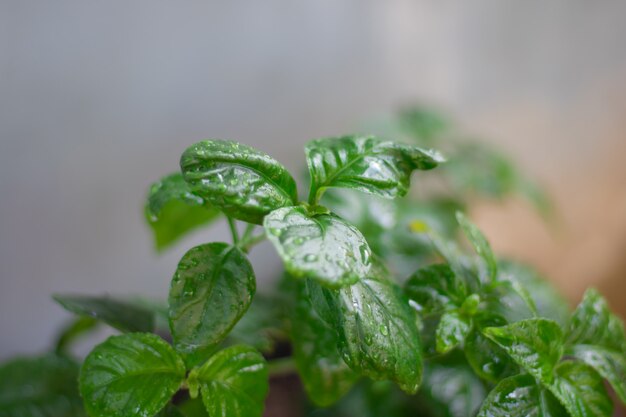 自然の背景の木の葉のボケ味と緑の概念を保存