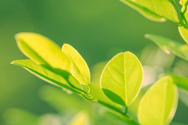 Tree Leaves bokeh for nature background and save green concept