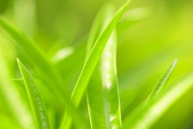 Tree Leaves bokeh for nature background