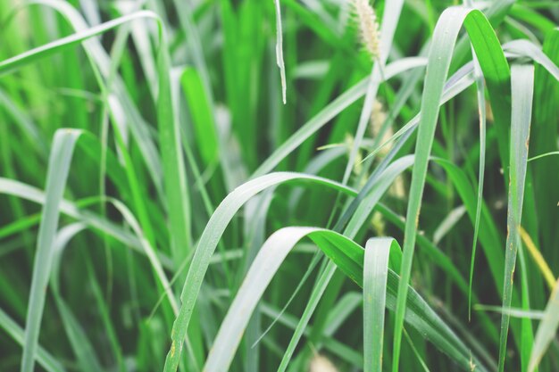 Tree Leaves bokeh for nature background 